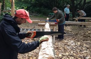 cutting down a tree