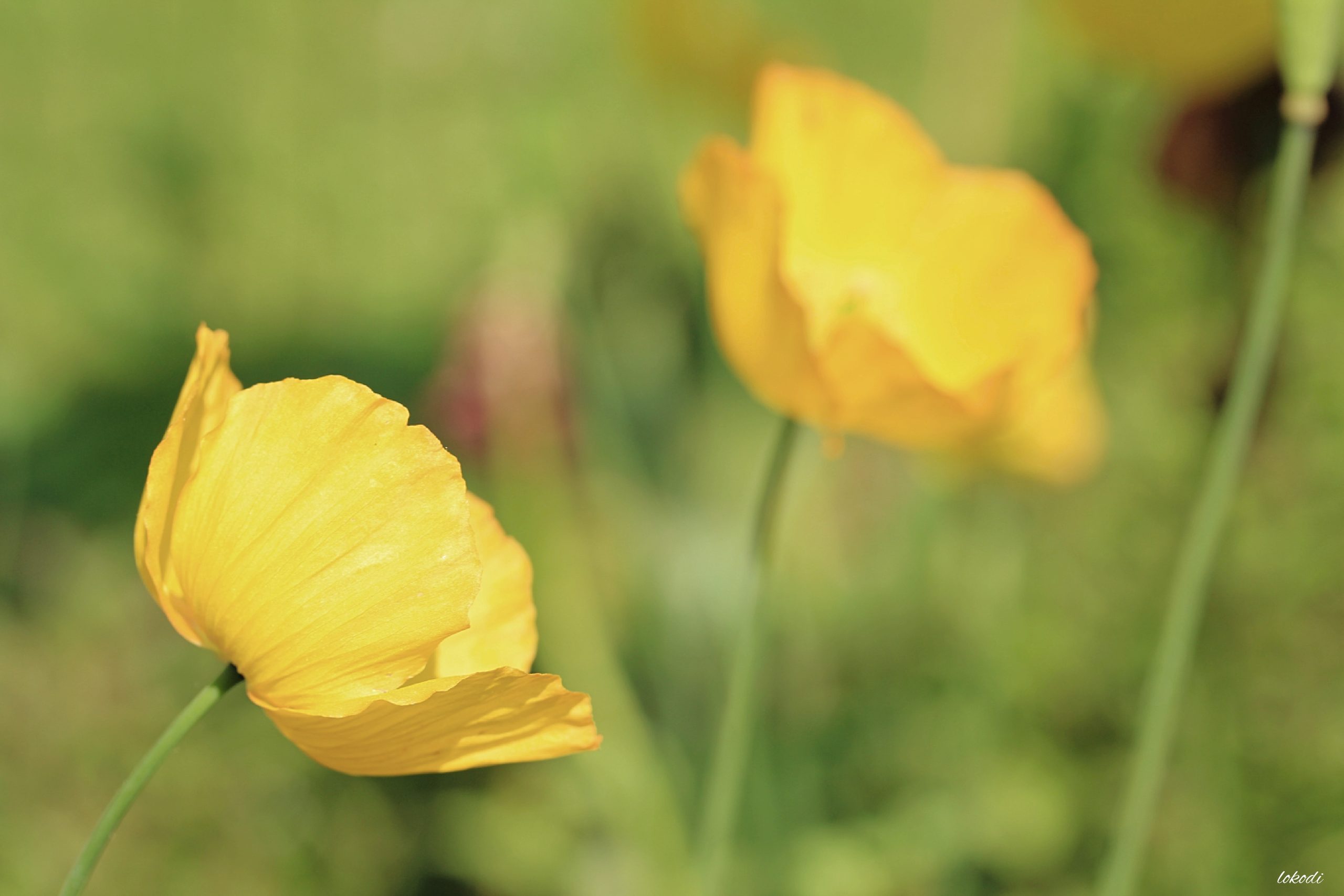 yellow